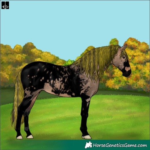 Horse Color:Void Painted Brown Dun Sabino Tobiano Blanket