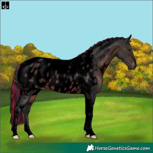 Horse Color:Void Painted Brown Tobiano Appaloosa 