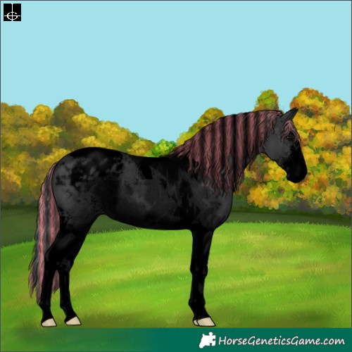 Horse Color:Void Painted Black Sabino Tobiano Appaloosa 