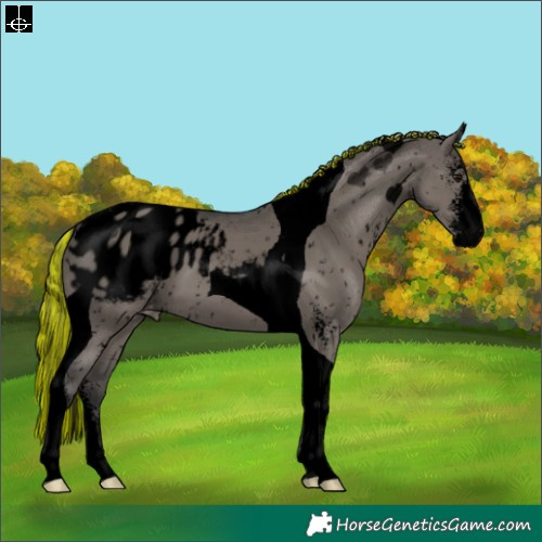 Horse Color:Void Painted Grullo Sabino Tobiano Appaloosa