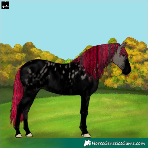 Horse Color:Void Painted Grullo Sabino Tobiano Blanket