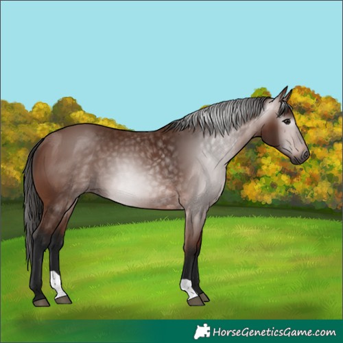 Horse Color:Gray Bay 