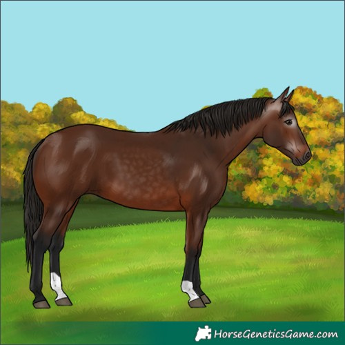 Horse Color:Gray Bay 