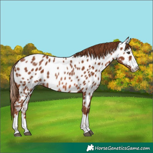 Horse Color:Chestnut Appaloosa Rabicano