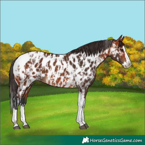 Horse Color:Bay Splash Tobiano Near Leopard and Bay Splash Tobiano Near Leopard