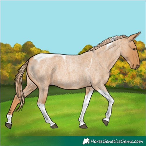 Horse Color:Red Roan Tobiano