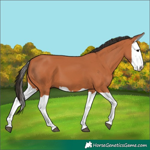 Horse Color:Bay Splash 