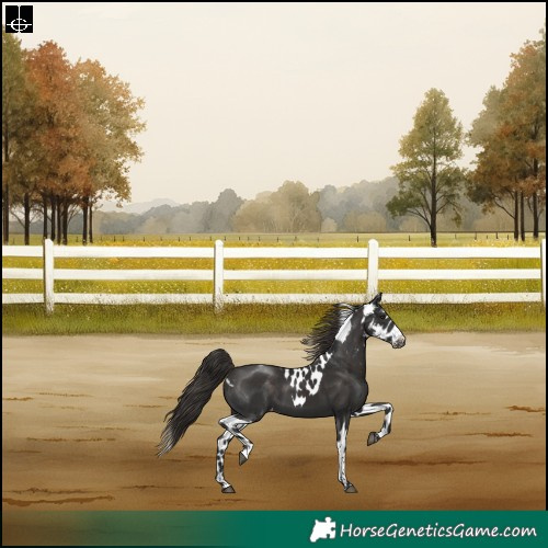 Horse Color:Liver Chestnut Tobiano Skewed Appaloosa Rabicano
