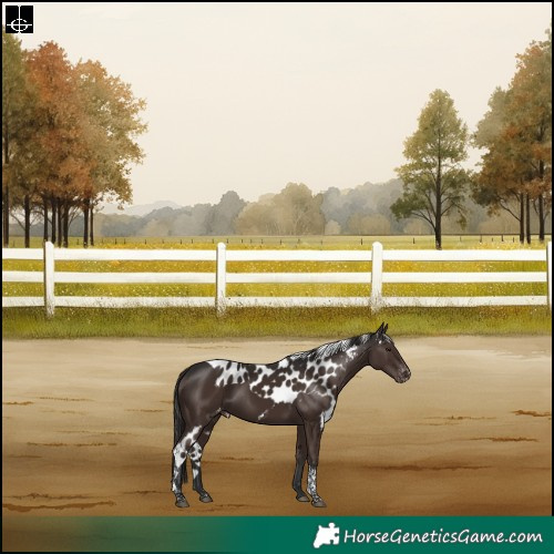 Horse Color:Liver Chestnut Tobiano Skewed Appaloosa Rabicano 