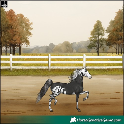 Horse Color:Liver Chestnut Tobiano Skewed Appaloosa Rabicano
