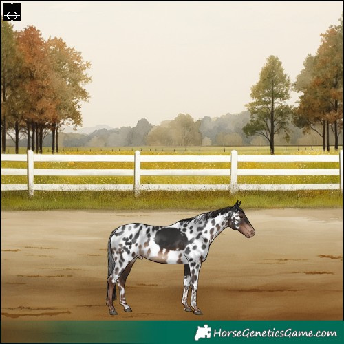Horse Color:Liver Chestnut Tobiano Skewed Appaloosa Rabicano 