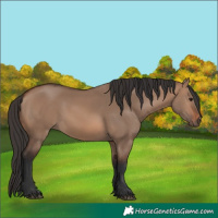 Horse Color:Brown Dun 