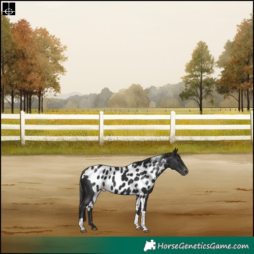 Horse Color:Liver Chestnut Tobiano Skewed LP Spotted Rabicano 