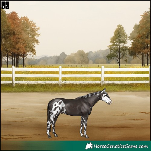 Horse Color:Liver Chestnut Skewed LP Spotted Rabicano 