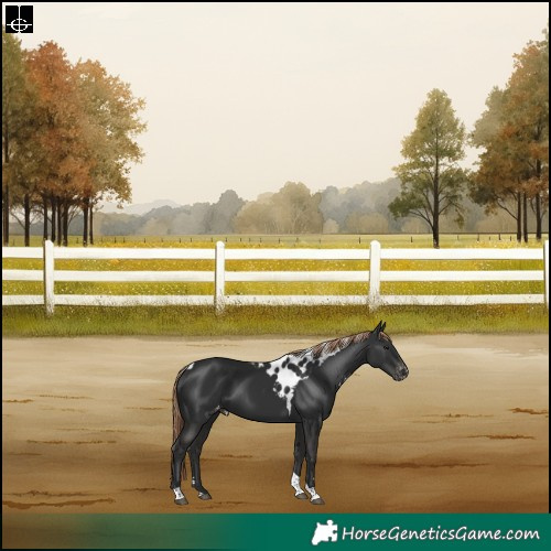 Horse Color:Liver Chestnut Tobiano Skewed Appaloosa Rabicano