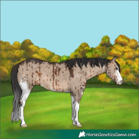 Horse Color:Brown Dun Sabino Brindle 