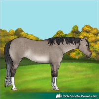 Horse Color:Brown Dun 