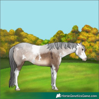 Horse Color:Brown Dun Sabino