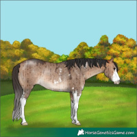 Horse Color:Bay Dun Sabino Rabicano Brindle
