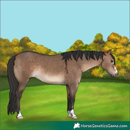 Horse Color:Brown Dun