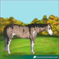 Horse Color:Brown Dun Sabino Brindle
