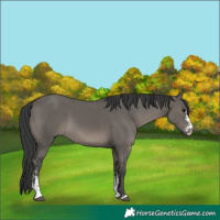 Horse Color:Grullo Sabino 