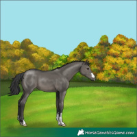 Horse Color:Grullo 