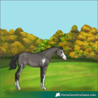 Horse Color:Grullo Sabino