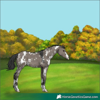 Horse Color:White Spotted Grullo