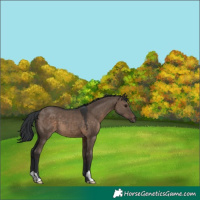 Horse Color:Brown Dun 