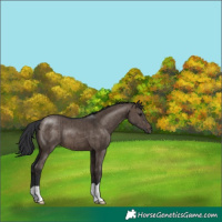 Horse Color:Brown Dun Brindle