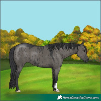 Horse Color:Grullo Brindle