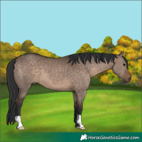 Horse Color:Brown Dun 