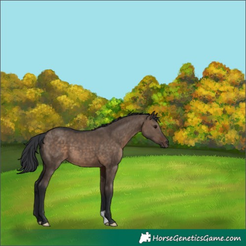 Horse Color:Brown Dun