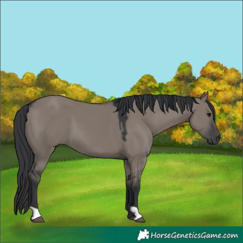 Horse Color:Grullo