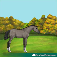 Horse Color:Grullo