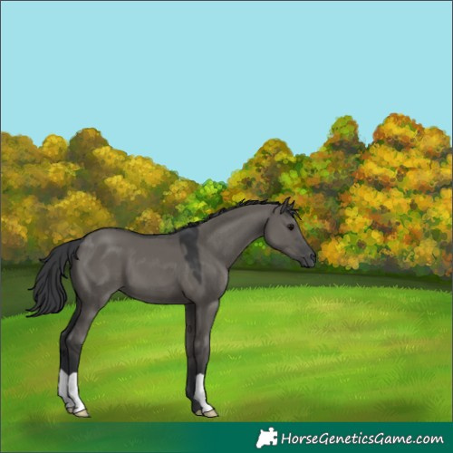 Horse Color:Grullo 