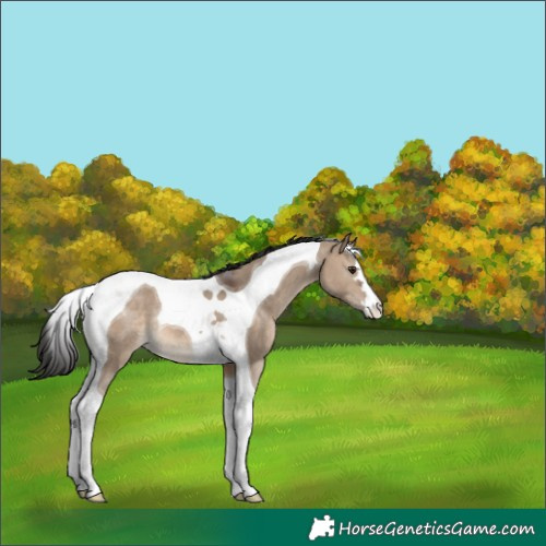 Horse Color:Brown Dun Tobiano 