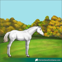 Horse Color:White Spotted Chestnut Appaloosa 