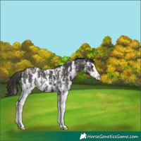 Horse Color:Liver Chestnut Sabino Splash Appaloosa 
