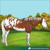 Horse Color:Silver Bay Splash Appaloosa