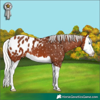 Horse Color:Silver Bay Splash Appaloosa