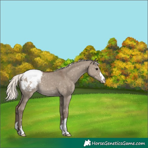 Horse Color:Silver Grullo Snowcap 