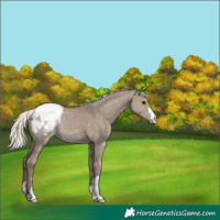 Horse Color:Silver Grullo Snowcap