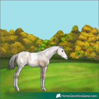 Horse Color:Bay Dun Sabino