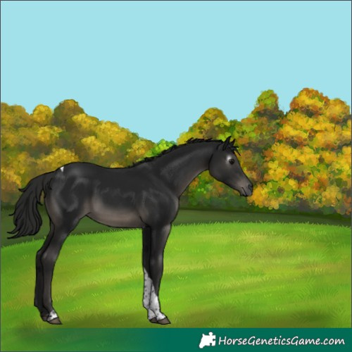Horse Color:Gray Black Tobiano 