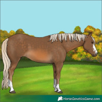 Horse Color:Chocolate Palomino Sabino Tobiano 