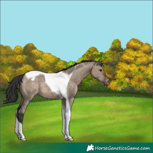 Horse Color:Brown Dun Tobiano Appaloosa 