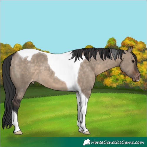 Horse Color:Brown Dun Tobiano Blanket 