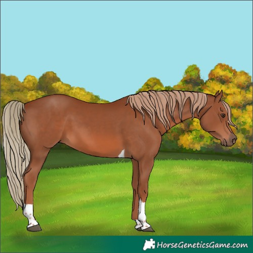Horse Color:Chestnut Tobiano